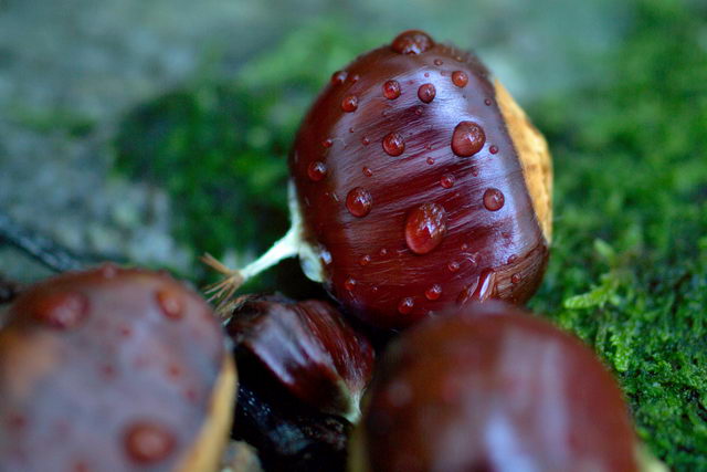  Image name: 15-castagne.jpg 
 width: 640 pixel 
 height: 427 pixel 
 Size: 44010 bytes 
 Click to enlarge 